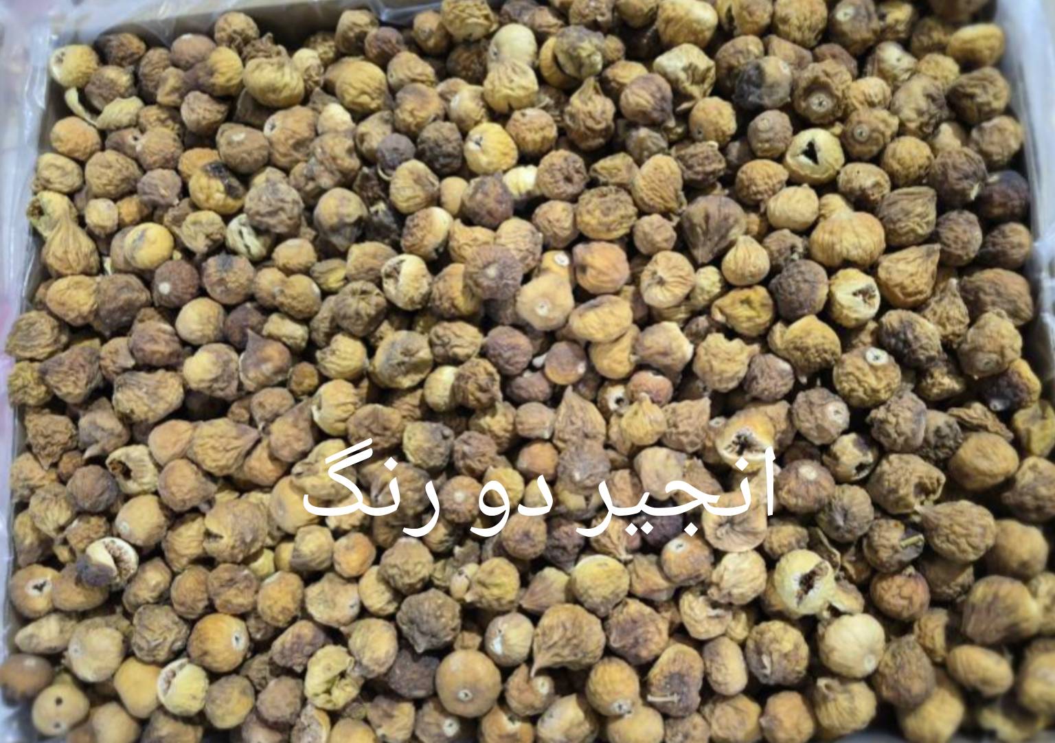 انجیر نی ریز